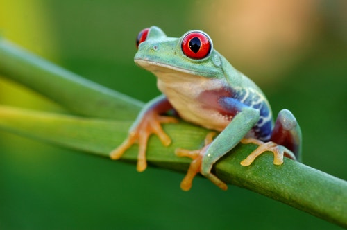 Image: Frog